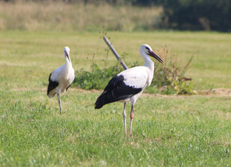 Weißstörche auf der Wiese