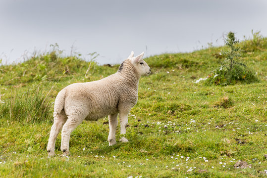 Sheep and lambs in the grasslands, Scotland