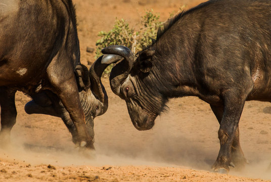 image of buffalo