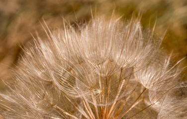 Dandelion inside,macro photography