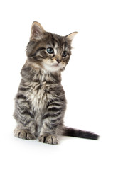 Fototapeta premium Cute baby tabby kitten on white