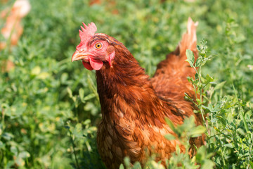 Red sex link chickens
