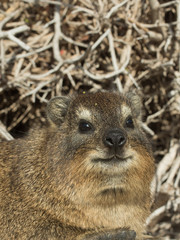 Naklejka premium Rock dassie