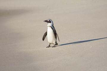 Obraz premium African penguin on the beach