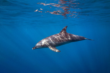 Dauphin baigné de soleil