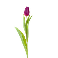 tulip flower full-length