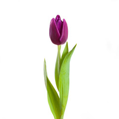 tulip flower full-length  isolated on white background