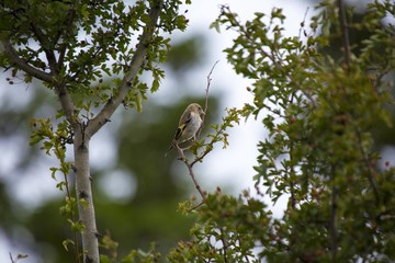 Goldfinch (Carduelis carduelis)