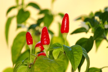 Красный острый перец