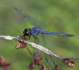 Dragonfly on a stick