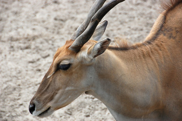 Antelope Eland