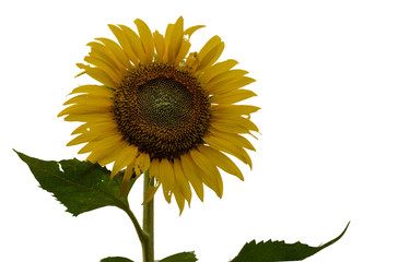 Obraz premium yellow sunflower isolated on white background