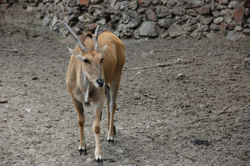 Antelope Eland
