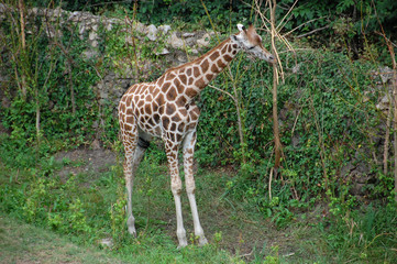 Obraz premium Giraffe