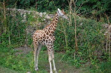 Obraz premium Giraffe