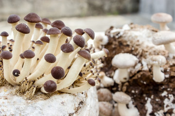 mushroom / Shiitake and southern poplar mushroom on a mushroom substrate