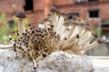 mushroom / southern poplar mushroom on a mushroom substrate