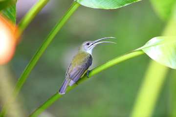 Little spiderhunter (Arachnothera longirostra) in Borneo
