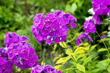 Lilac flowers home street. The flowers grow next to people's homes. Flowers should please men and women.
