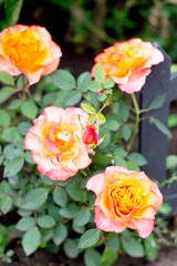 Flowering bush orange roses in the garden