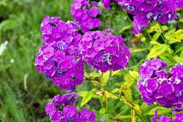 Lilac flowers home street. The flowers grow next to people's homes. Flowers should please men and women.
