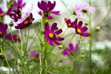 Fototapeta premium Lilac flowers home street. The flowers grow next to people's homes. Flowers should please men and women. 