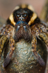 Portrait of female spider. Russian nature