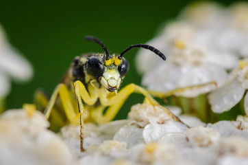 Portrait of yellow fly. Russian nature
