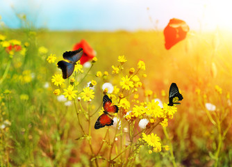 Beautiful butterflies on meadow flowers