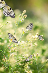 Beautiful butterflies on wildflowers