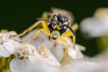 Yellow fly sit on flower. Russian nature