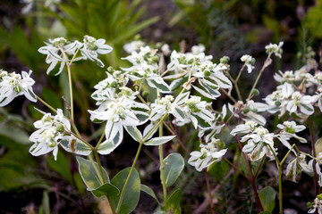 White flowers home street. The flowers grow next to people's homes. Flowers should please men and women.
