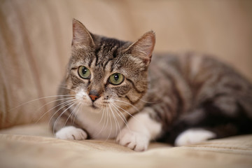 Naklejka na ściany i meble Gray striped cat with green eyes.