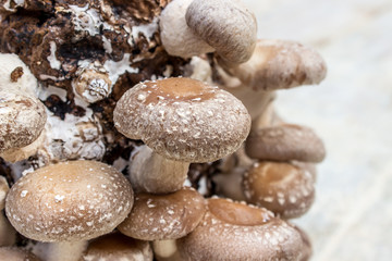 mushroom / Shiitake on a wooden surface