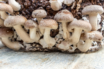 mushroom / Shiitake on a wooden surface
