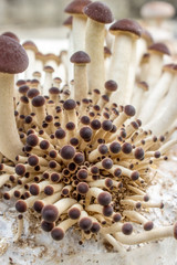 mushroom / southern poplar mushroom on a mushroom substrate