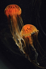 Fototapeta premium Jelly fish against a black background