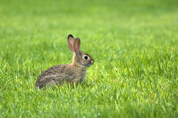 young cotton tail rabbit profile view sitting in green grass