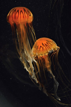 Jelly fish against a black background