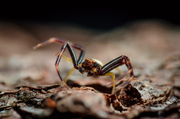 Spider stay on bark. Russian nature