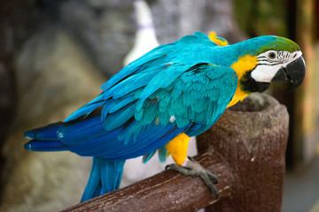 Colorful blue and yellow parrot macaw Ara ararauna