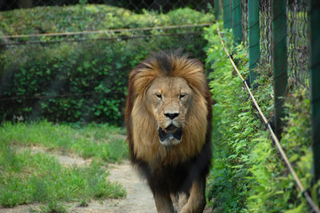 Lion