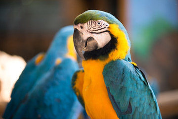 Colorful blue and yellow parrot macaw Ara ararauna