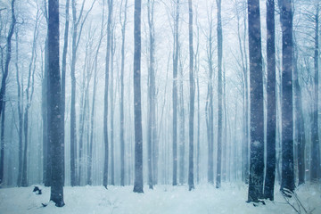 Chutes de neige dans le paysage brumeux de la forêt de hêtres. Fond de forêt enneigée.