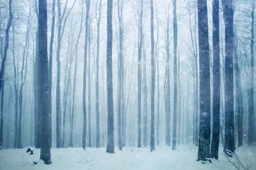 Zelfklevend Fotobehang Snowfall in foggy beech forest landscape. Snowy woodland background. © robsonphoto