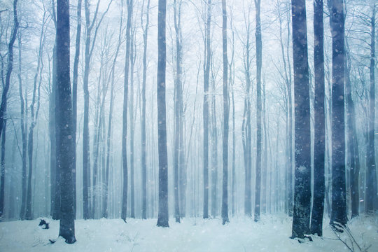 Fototapeta Snowfall in foggy beech forest landscape. Snowy woodland background.