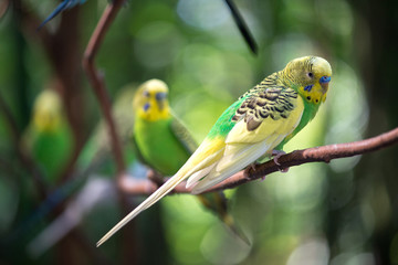 Colorful parakeets resting on tree branch