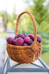 Plums in the basket: harvest at the end of summer