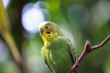 Colorful parakeets resting on tree branch