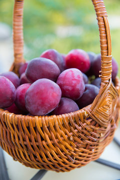Plums in the basket: harvest at the end of summer